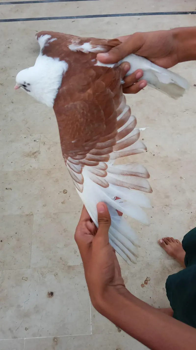 urgent kabootar sale karny hn — photo 9