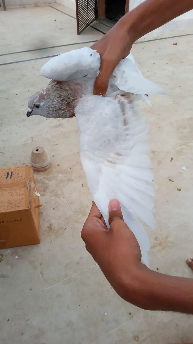 urgent kabootar sale karny hn — photo 10