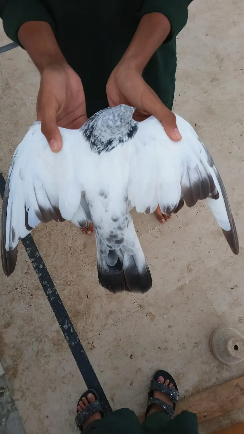 urgent kabootar sale karny hn — photo 12