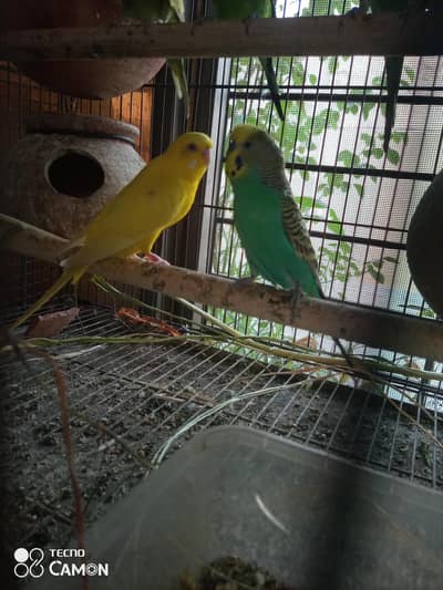 2 beautiful breeder pair