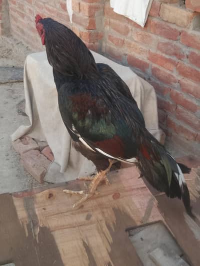 for sale