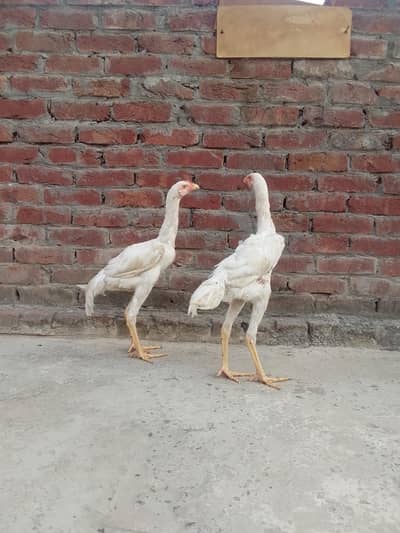 Pure shamo Aseel Murgha