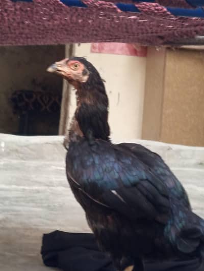 aseel murge  urgent for sale