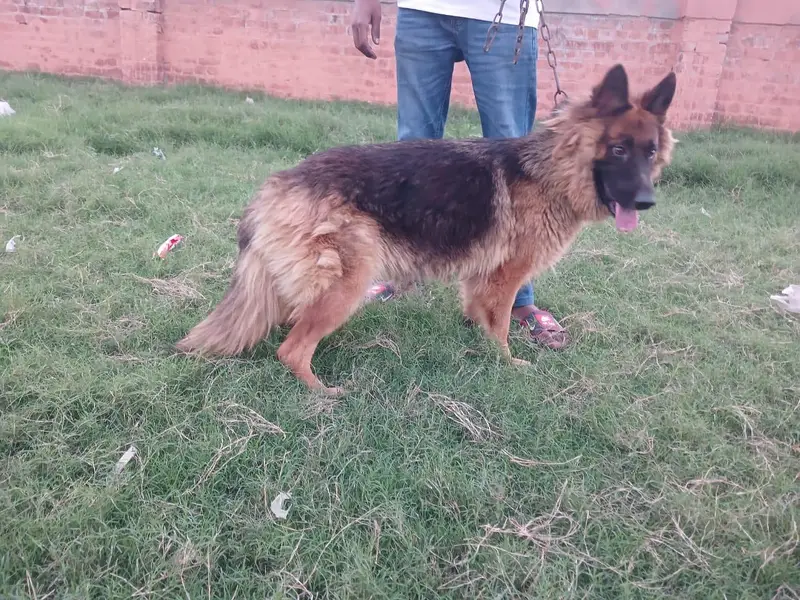 German Shepherd long coat female for sale — photo 2