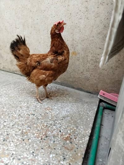 Pure Golden missri breeder hen full eggs learing Available