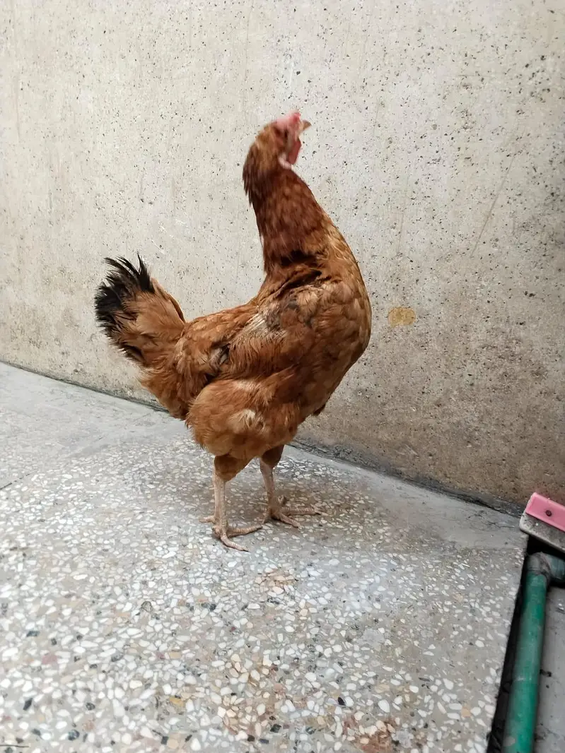 Pure Golden missri breeder hen full eggs learing Available — photo 2