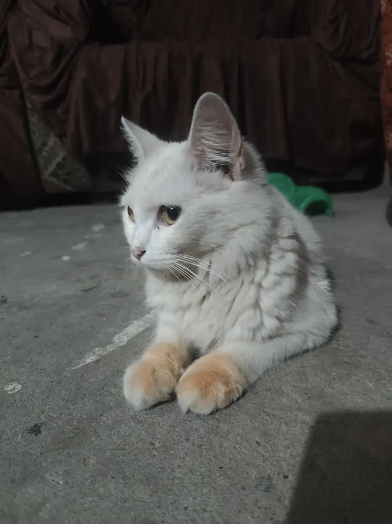 Persian Cats For Sale — photo 3