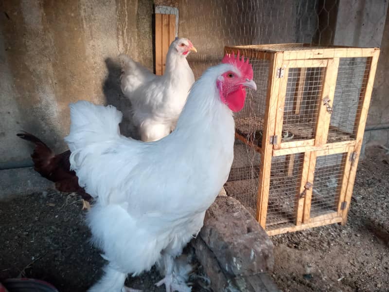WHITE HEAVY BUFF PAIR 0