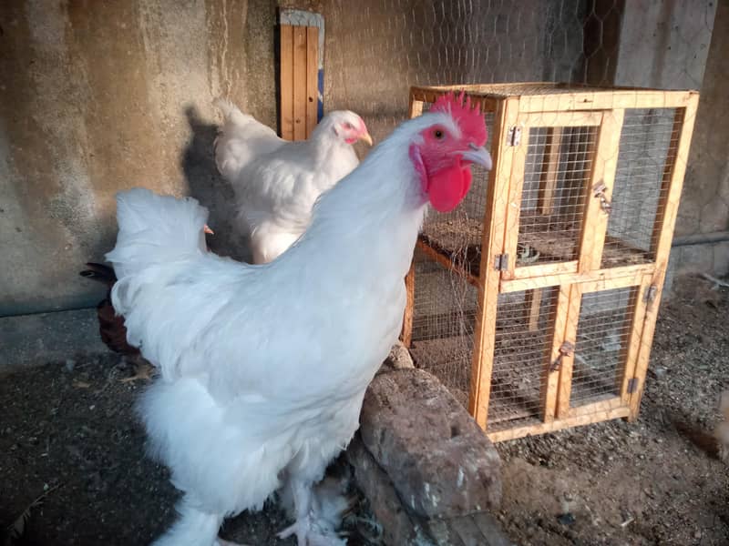 WHITE HEAVY BUFF PAIR 1