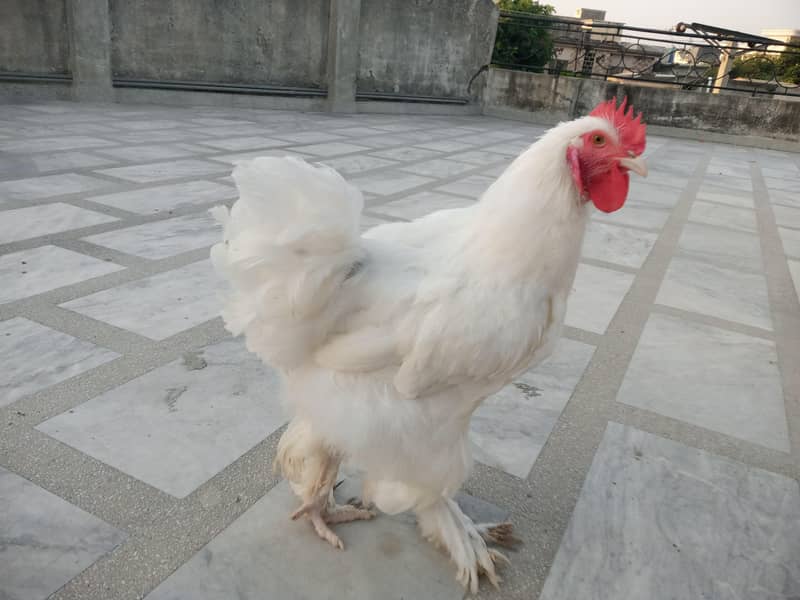 WHITE HEAVY BUFF PAIR 2