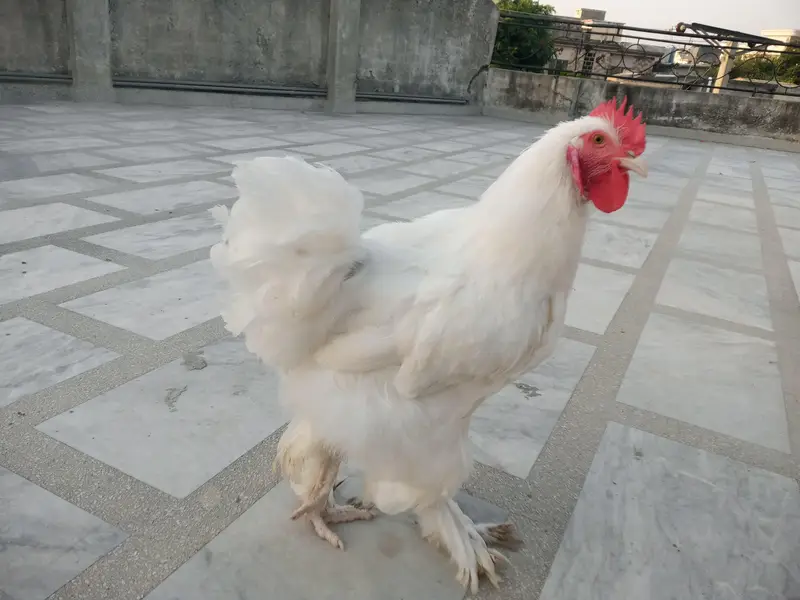WHITE HEAVY BUFF PAIR — photo 3