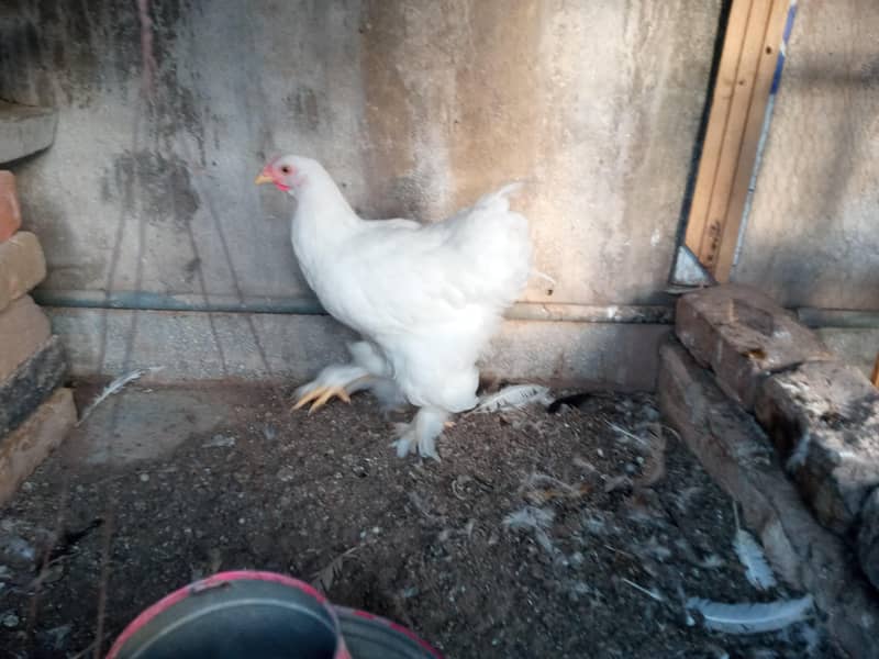 WHITE HEAVY BUFF PAIR 3