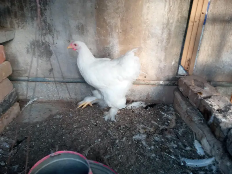 WHITE HEAVY BUFF PAIR — photo 4