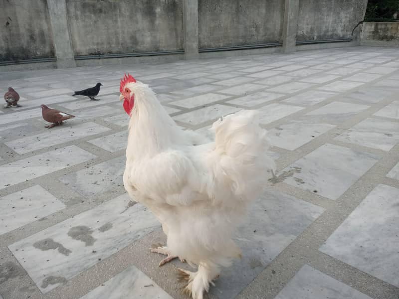 WHITE HEAVY BUFF PAIR 4