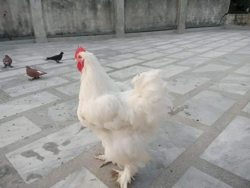 WHITE HEAVY BUFF PAIR — photo 5