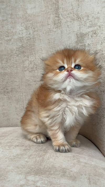 SCOTTISH FOLD GOLDEN KITTEN