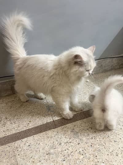Persian triple coated female