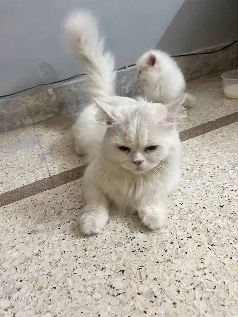 Persian triple coated female — photo 2