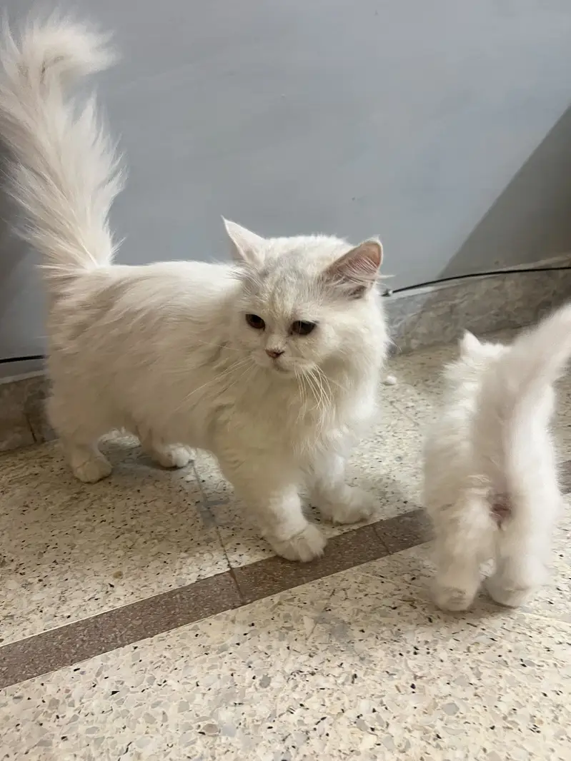Persian triple coated female — photo 3