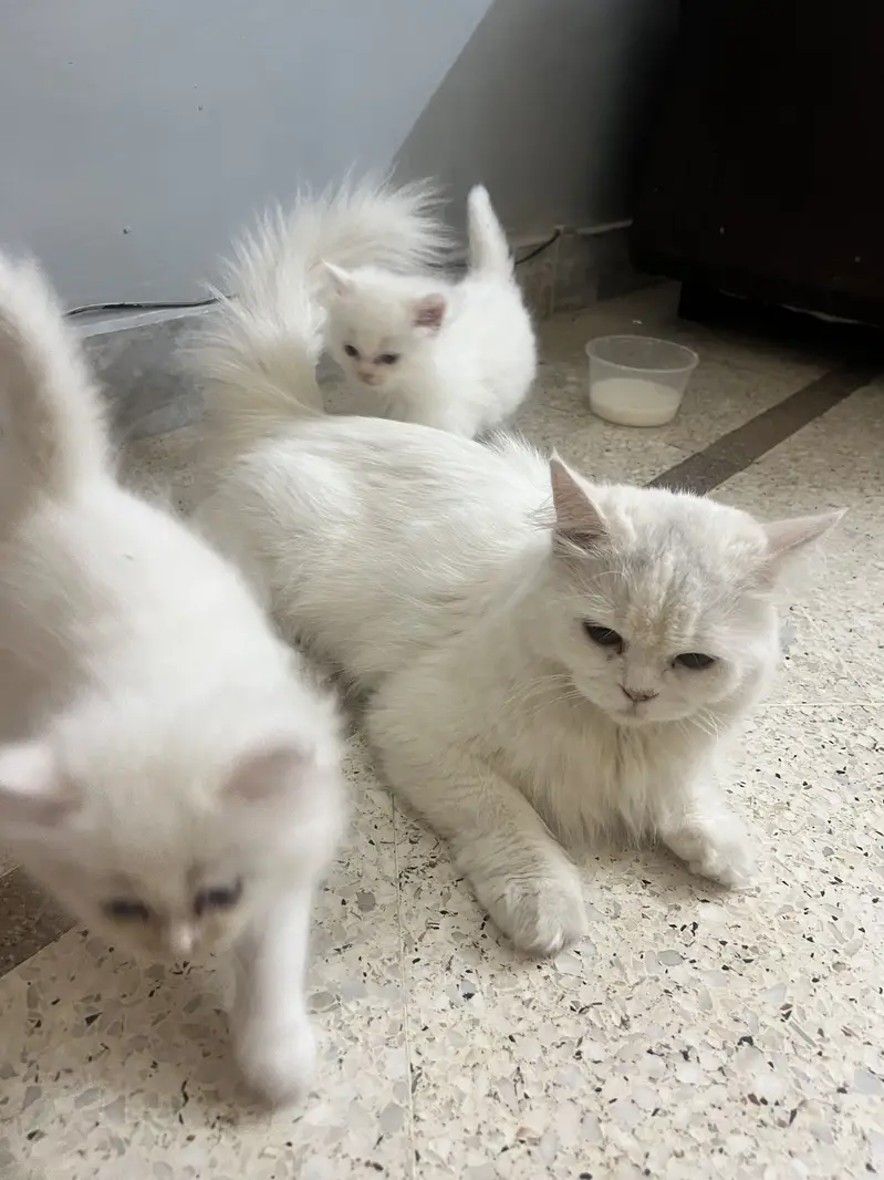 Persian triple coated female — photo 4