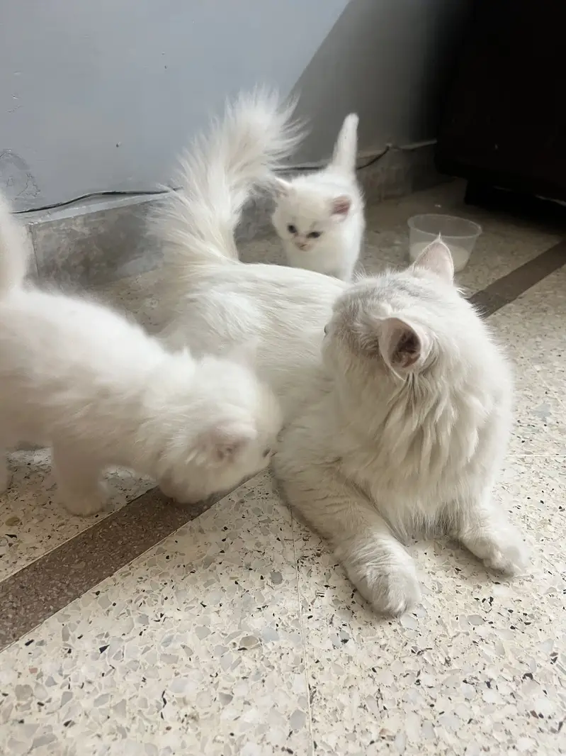 Persian triple coated female — photo 5