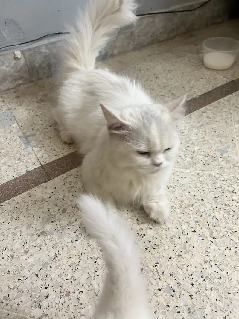 Persian triple coated female — photo 6