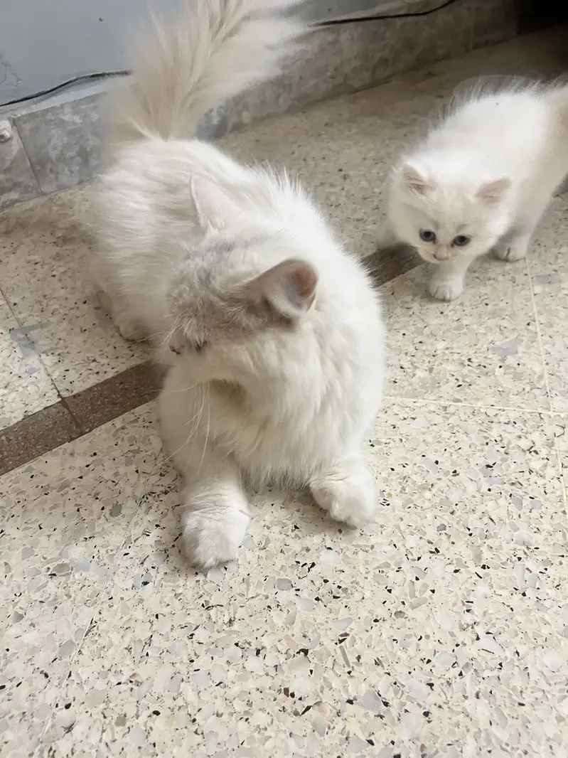 Persian triple coated female — photo 7