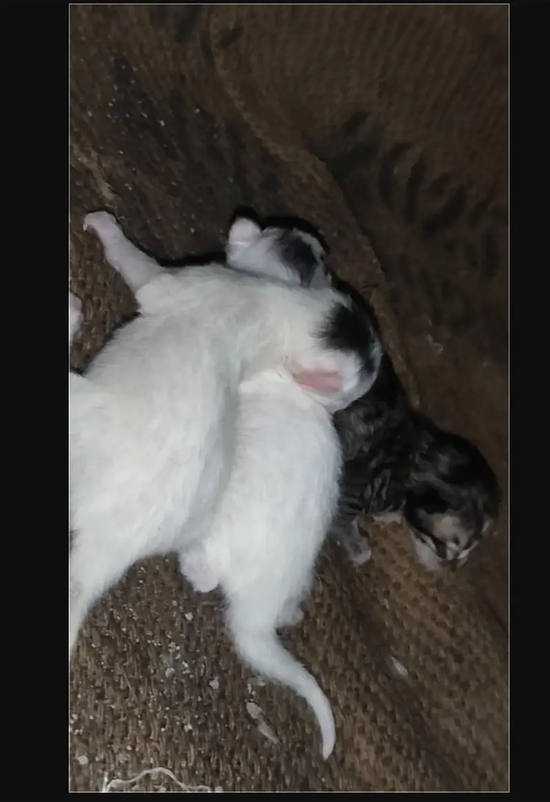Persian Cats For Sale — photo 9