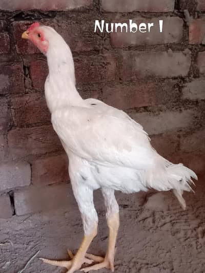 Breeder Aseel other female and chiks top quality Available