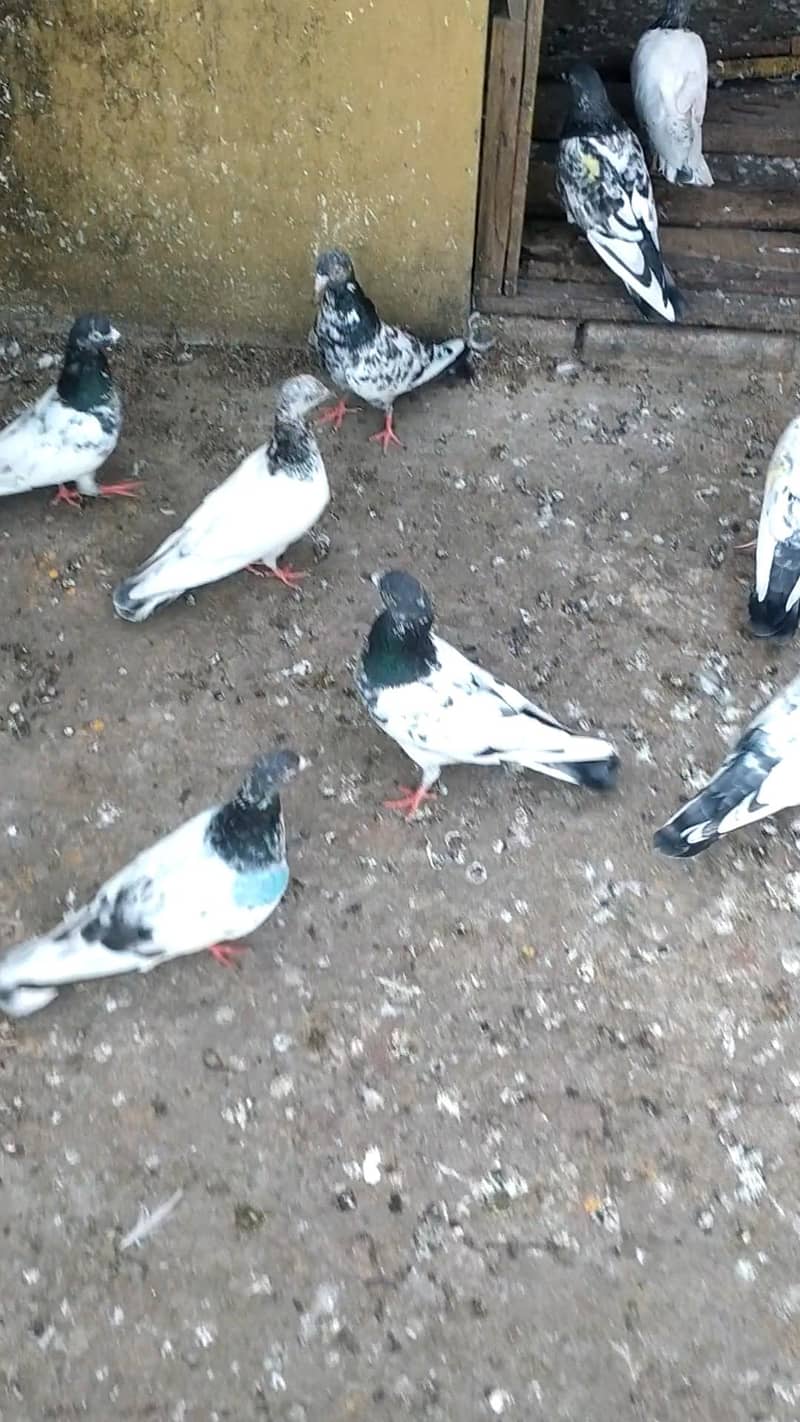 22i pigeons 0
