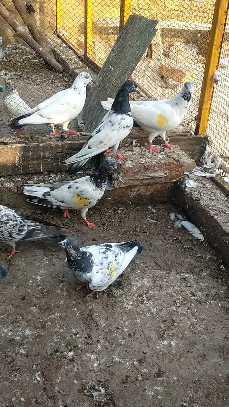 22i pigeons 1