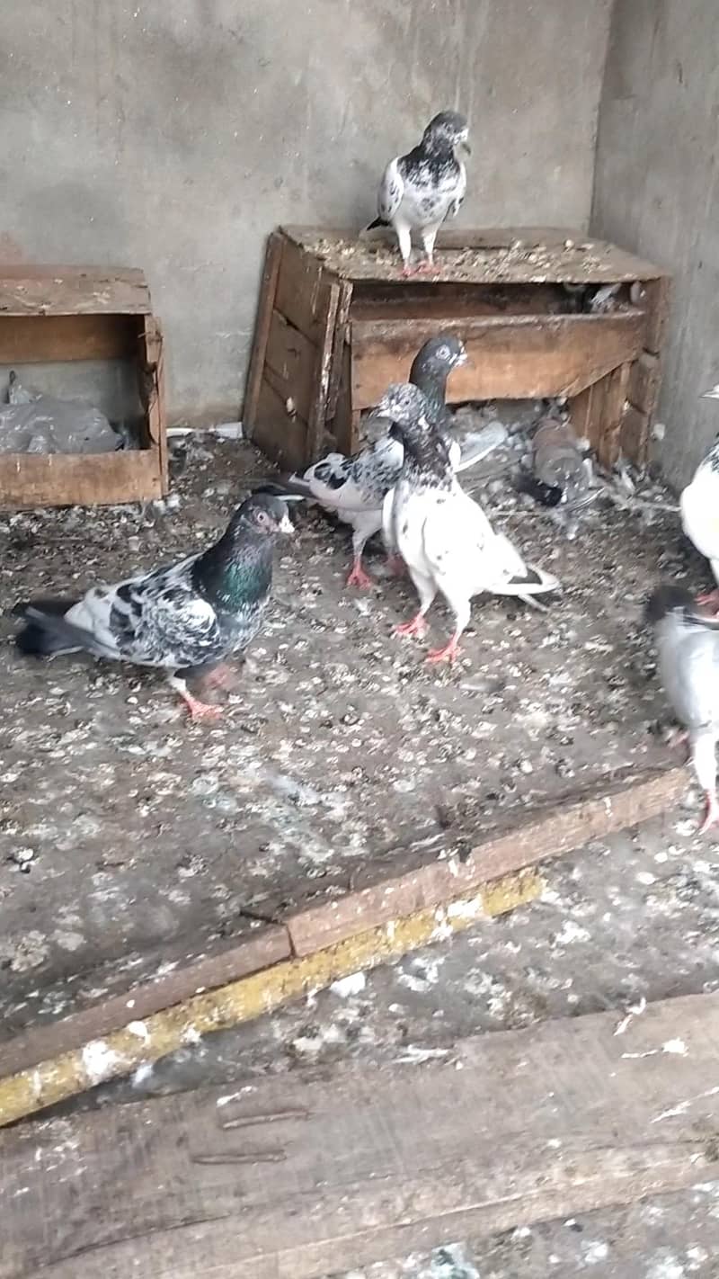 22i pigeons 2