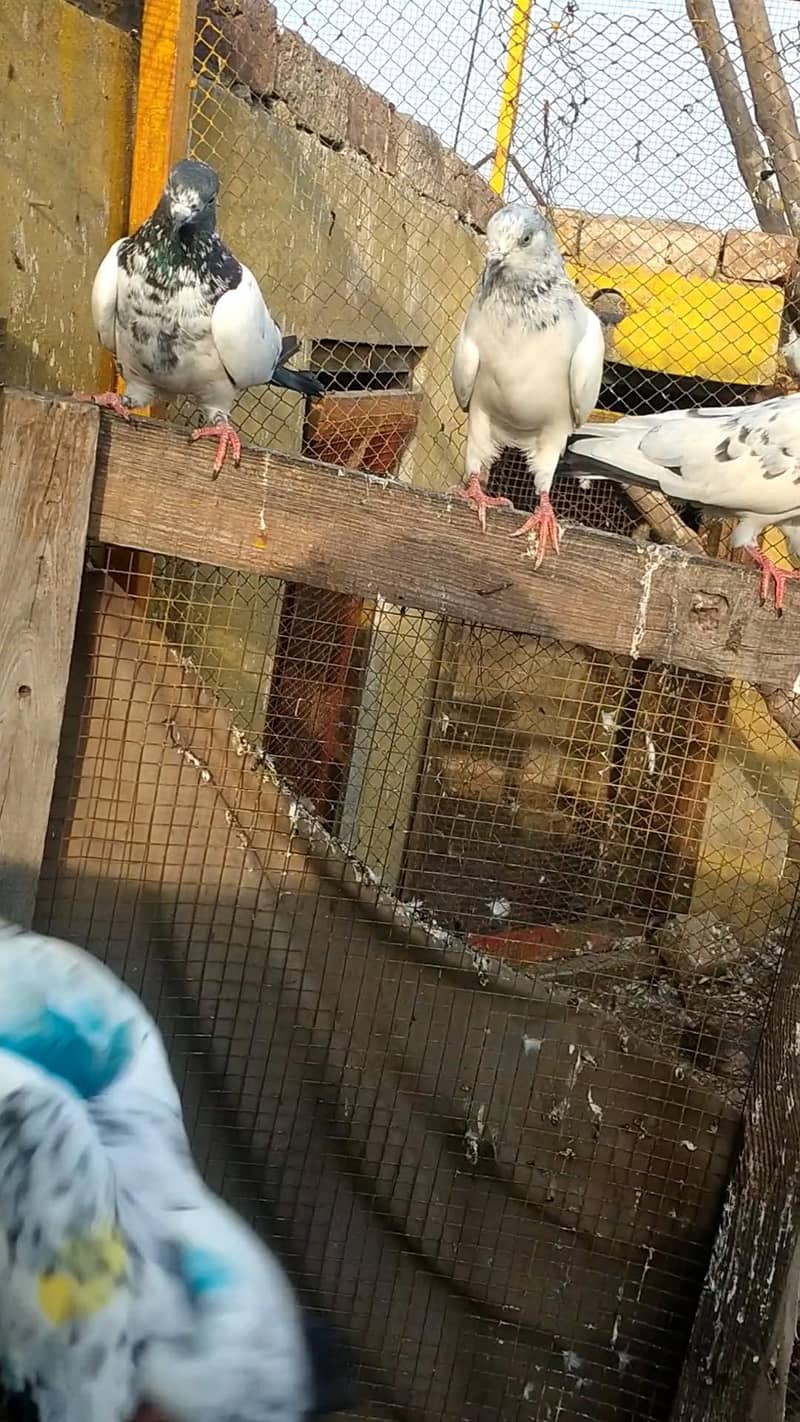 22i pigeons 3