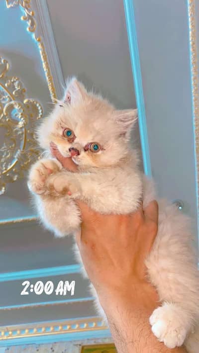 Chubby kitten