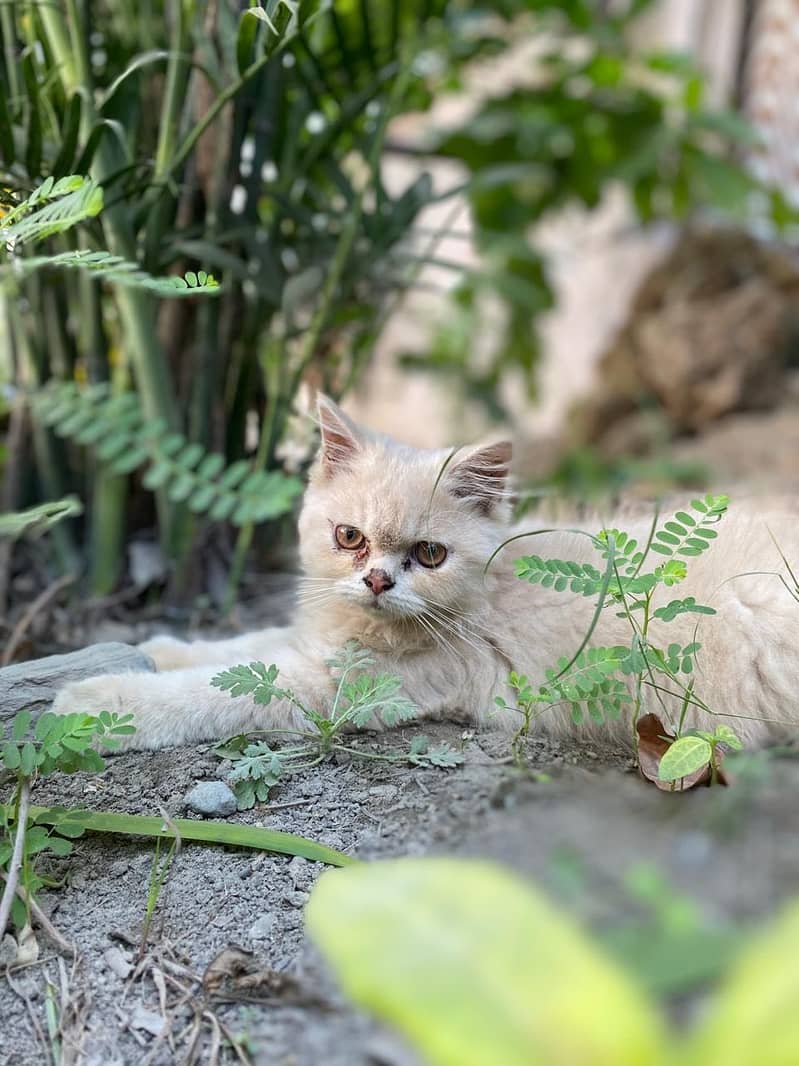 Chubby kitten 1