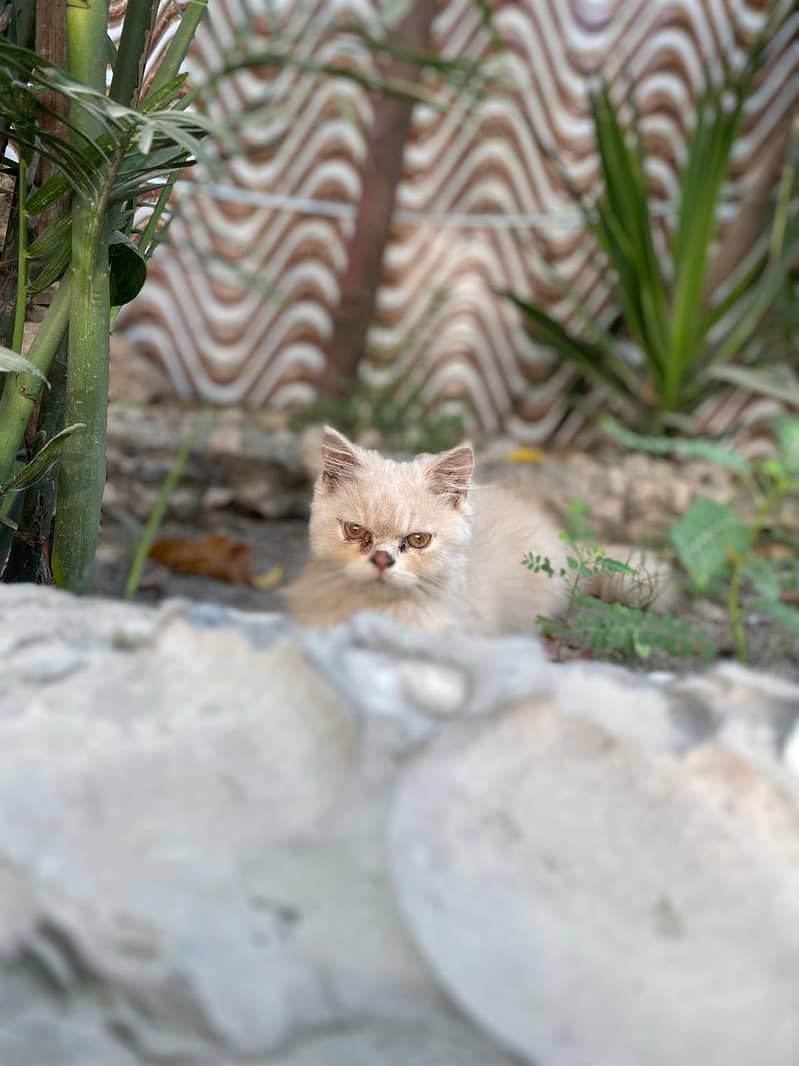 Chubby kitten 2