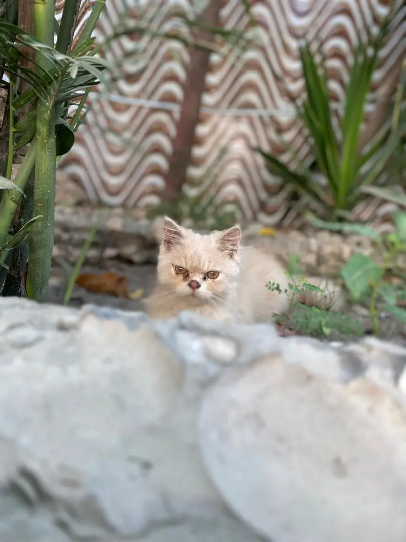 Chubby kitten — photo 3