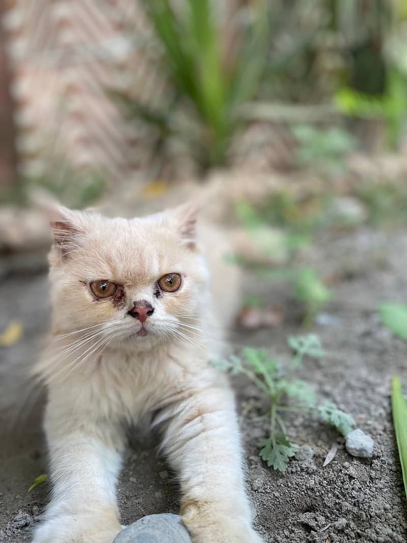 Chubby kitten 3