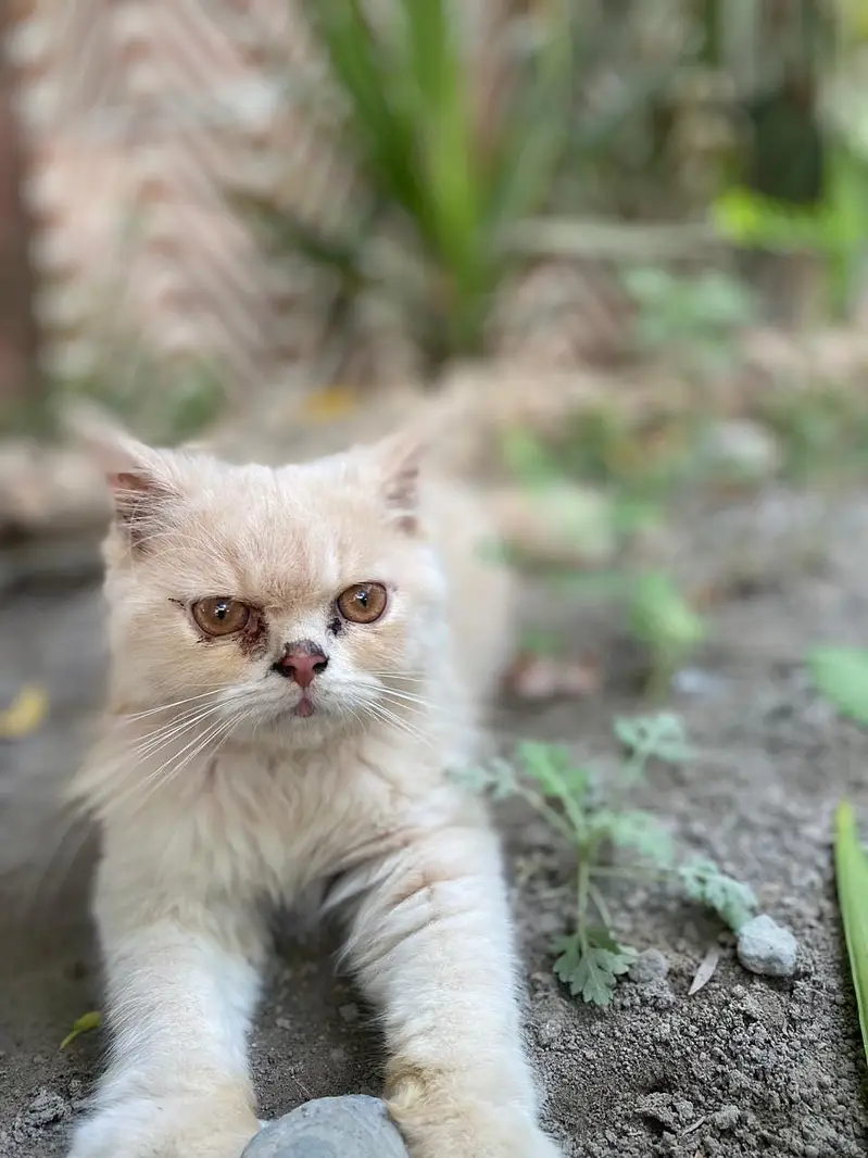 Chubby kitten — photo 4