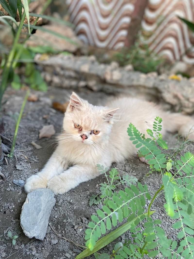Chubby kitten 4