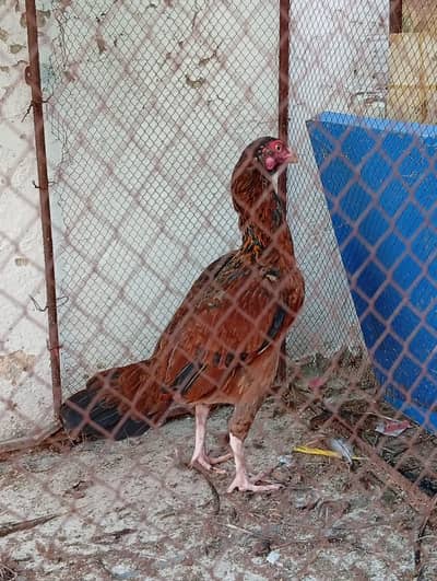 Aseel hens + desi murgha