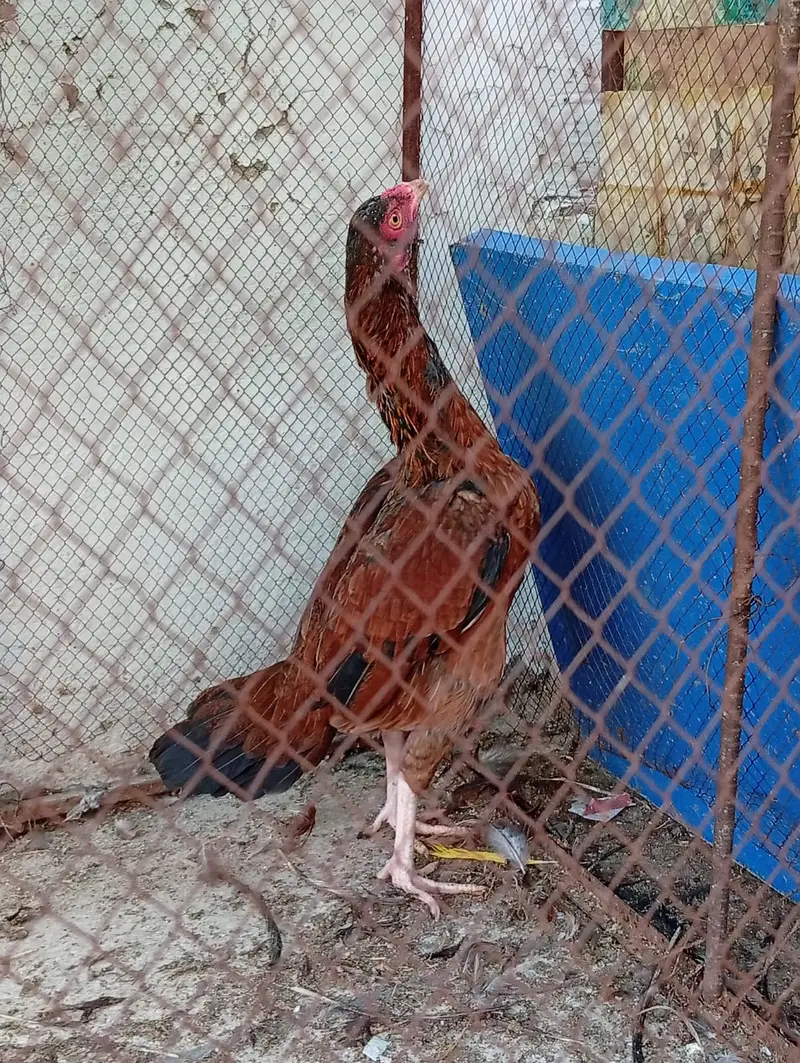 Aseel hens + desi murgha — photo 3