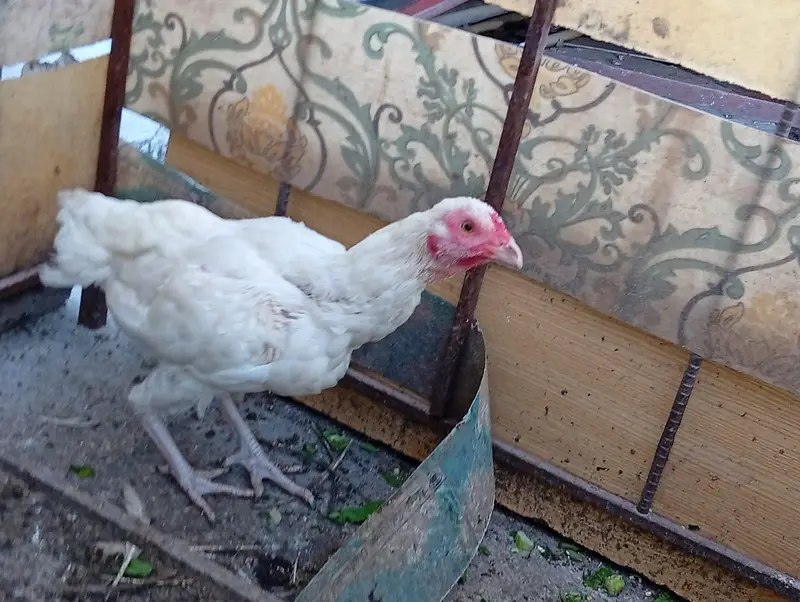 Aseel hens + desi murgha — photo 4