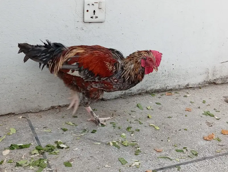 Aseel hens + desi murgha — photo 5