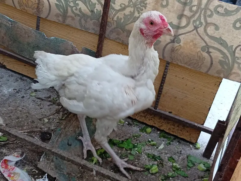 Aseel hens + desi murgha — photo 6