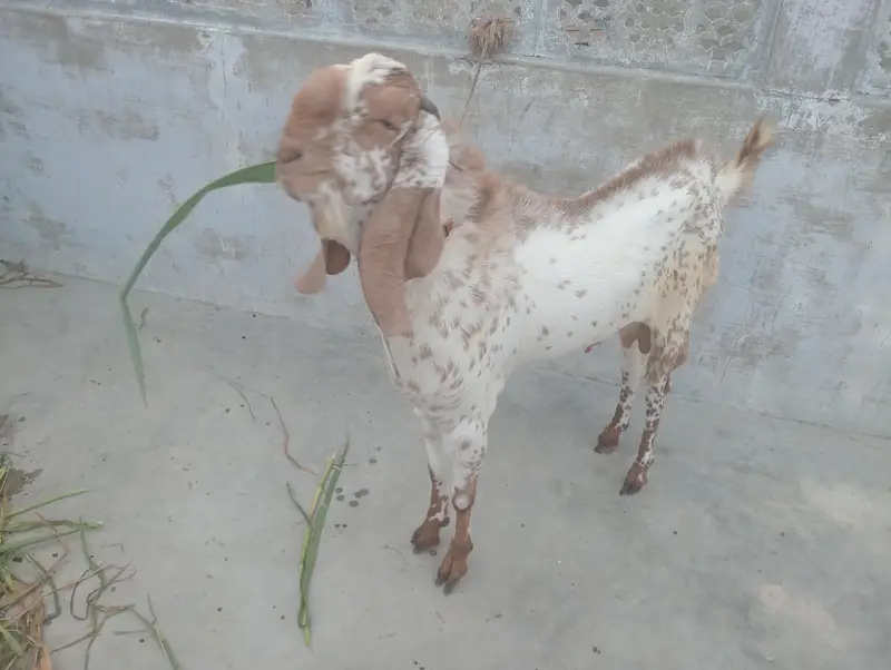 Makkichina Nasal Braiding Bakra — photo 2