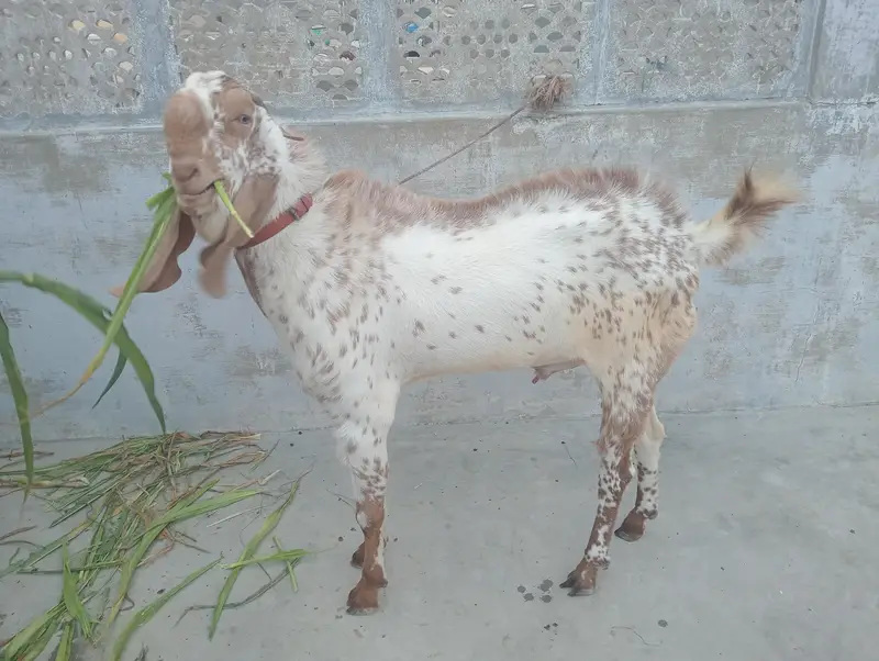 Makkichina Nasal Braiding Bakra — photo 3