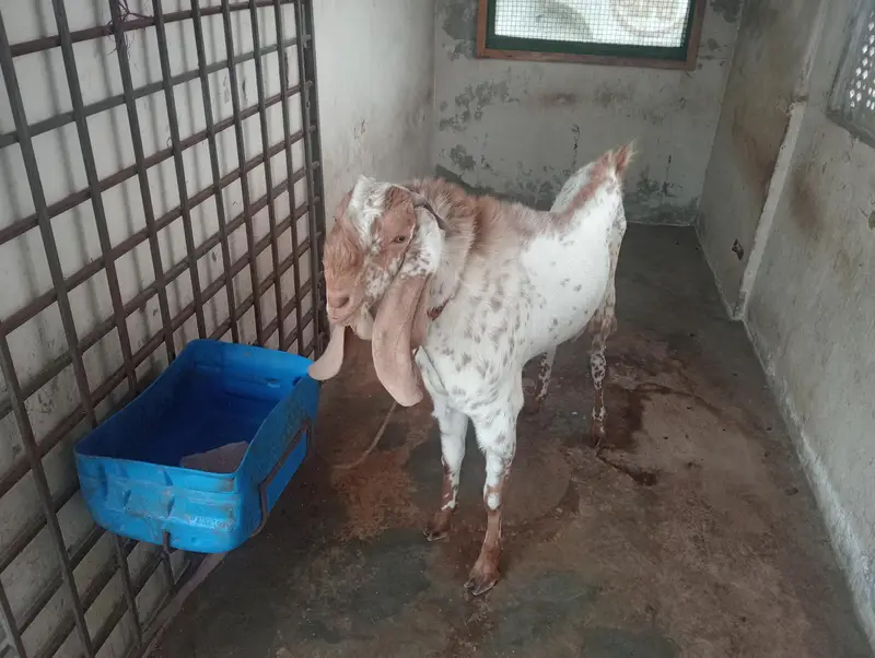 Makkichina Nasal Braiding Bakra — photo 4