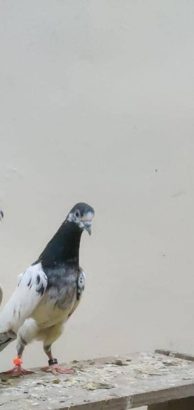 ali walay 1