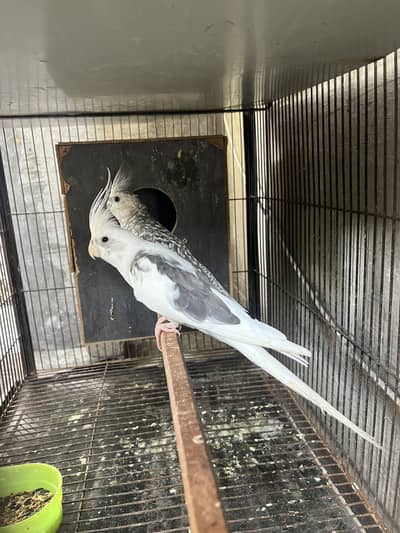 aoa cocktail breeder piar avalibal